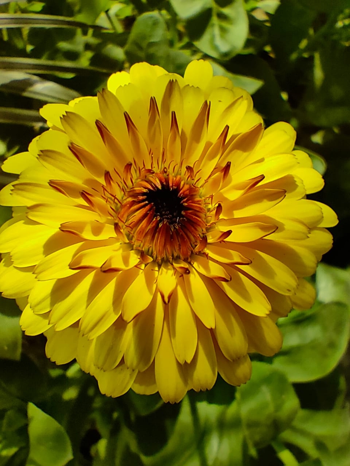 beautiful flower