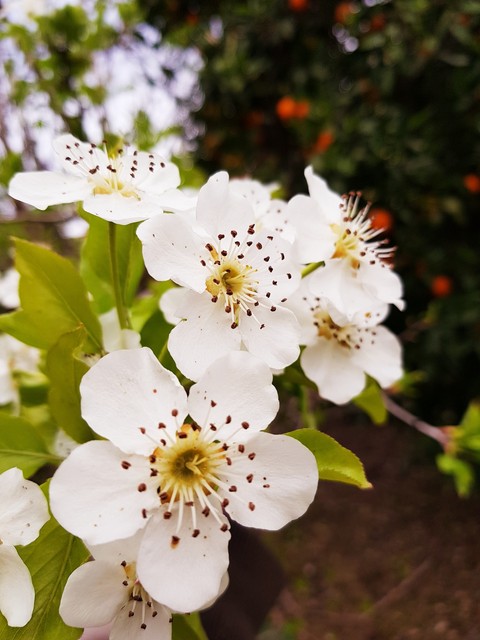 orange flower