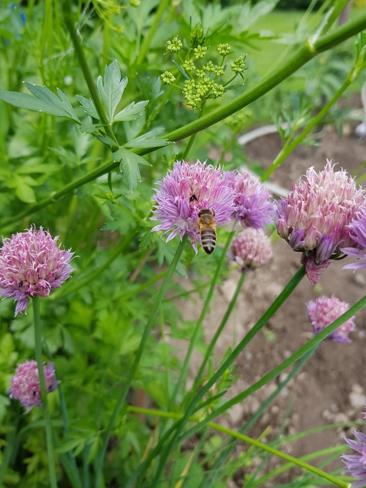 onion and bee