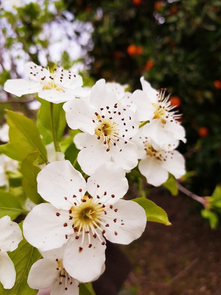 orange flower