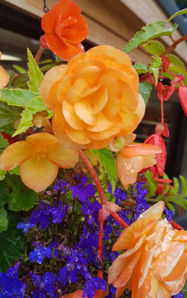 More colourful flowers!