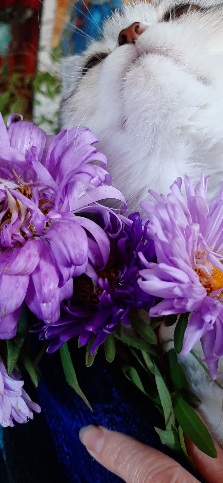 cat and flowers