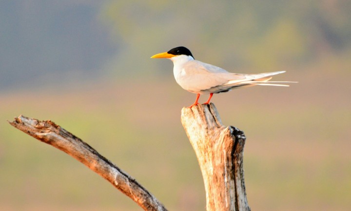Rivertern