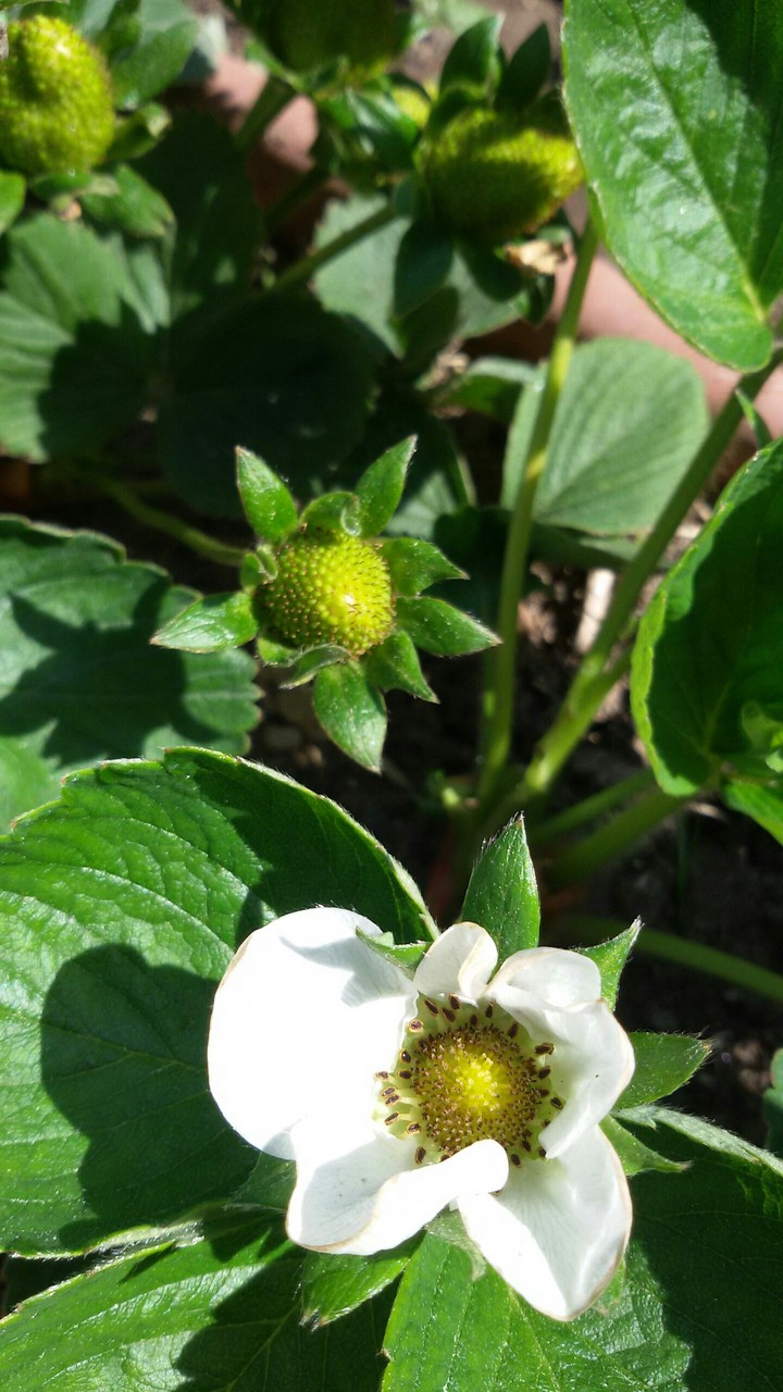 Strawberry