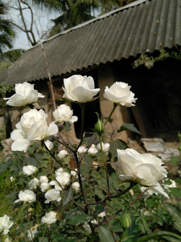 rose1
