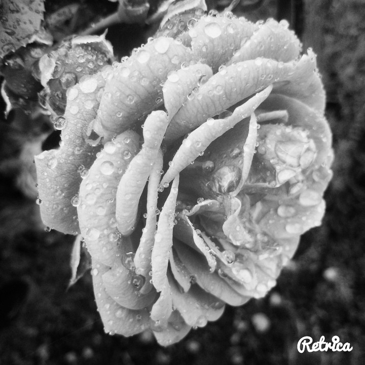 Wet rose