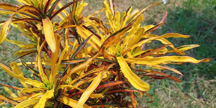 Yellow nature