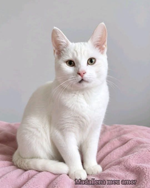 whiskers, carnivores Hintergrundbilder