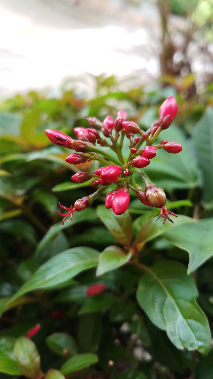 flower