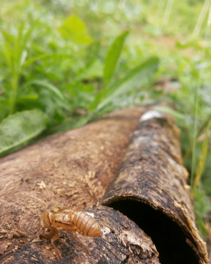odun kozan arı