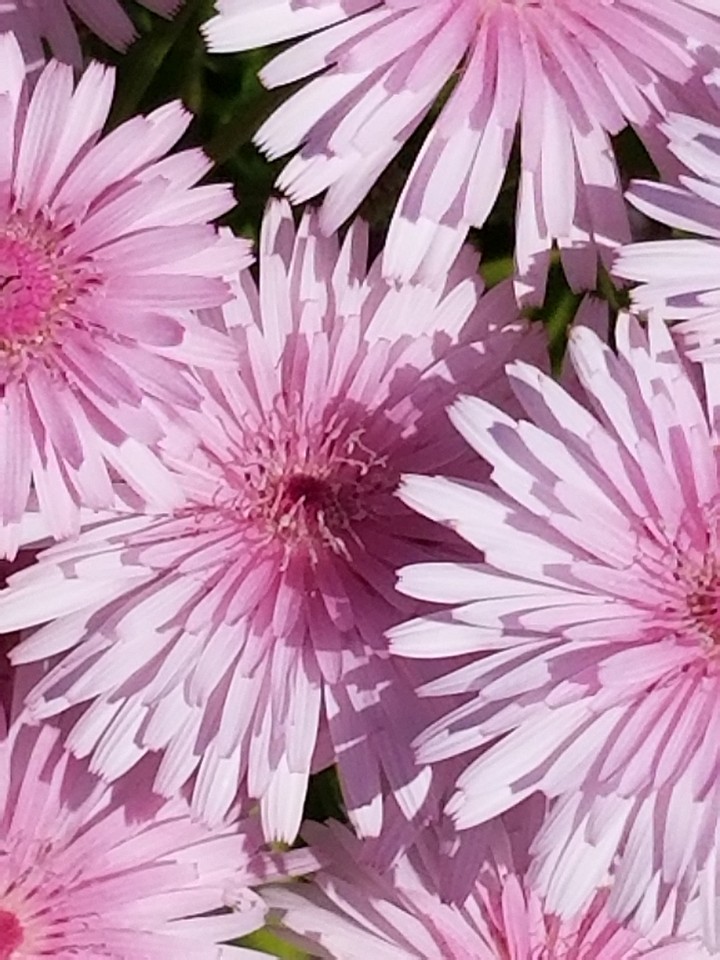春の花