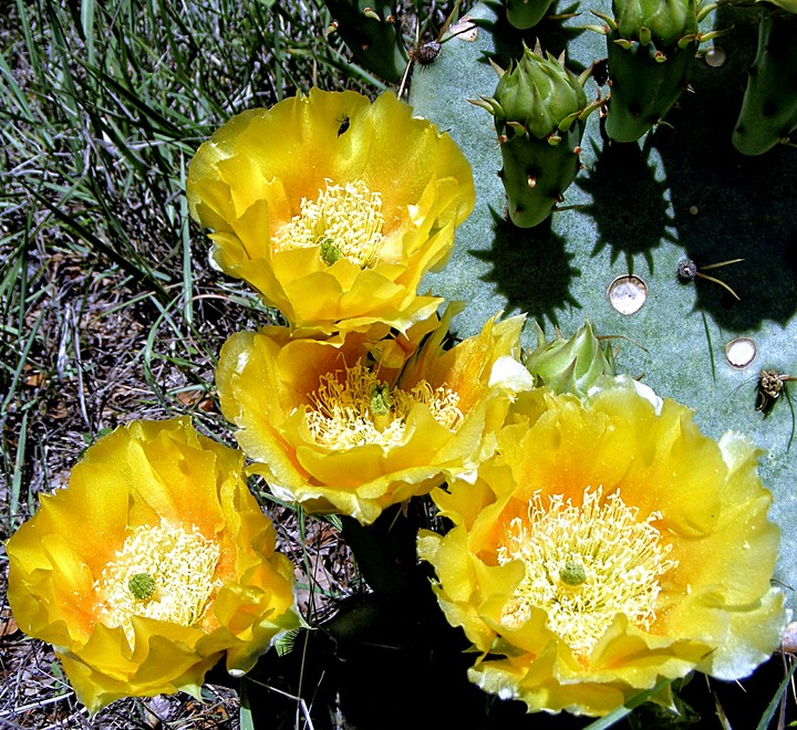 cactus  bouquet