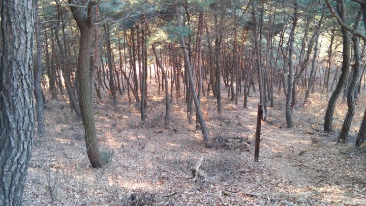 소나무 숲