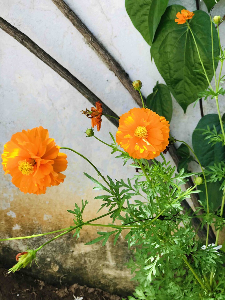 orange flower