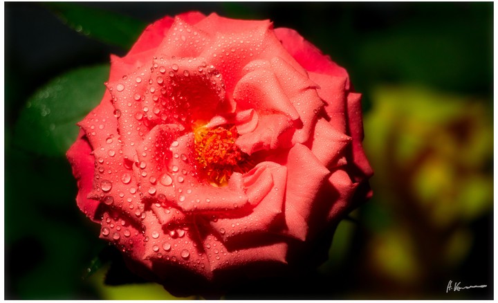 Eine Rose