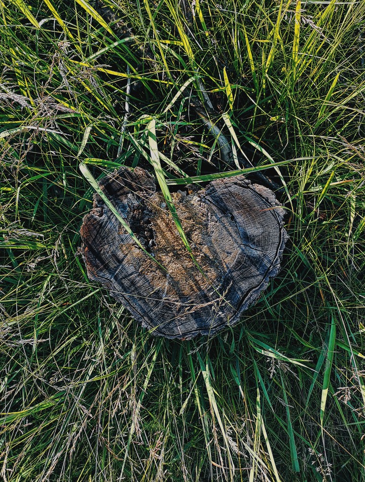 heart