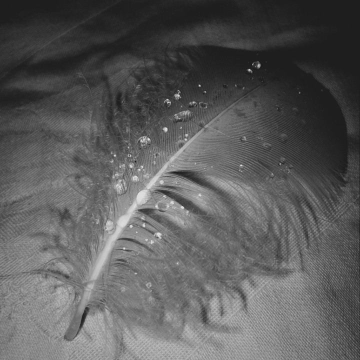 feather.
