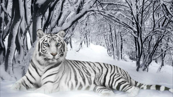 white tiger in snow