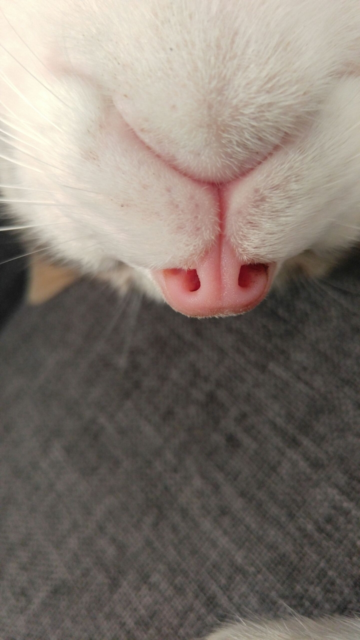 Sweet Cat Sleeping