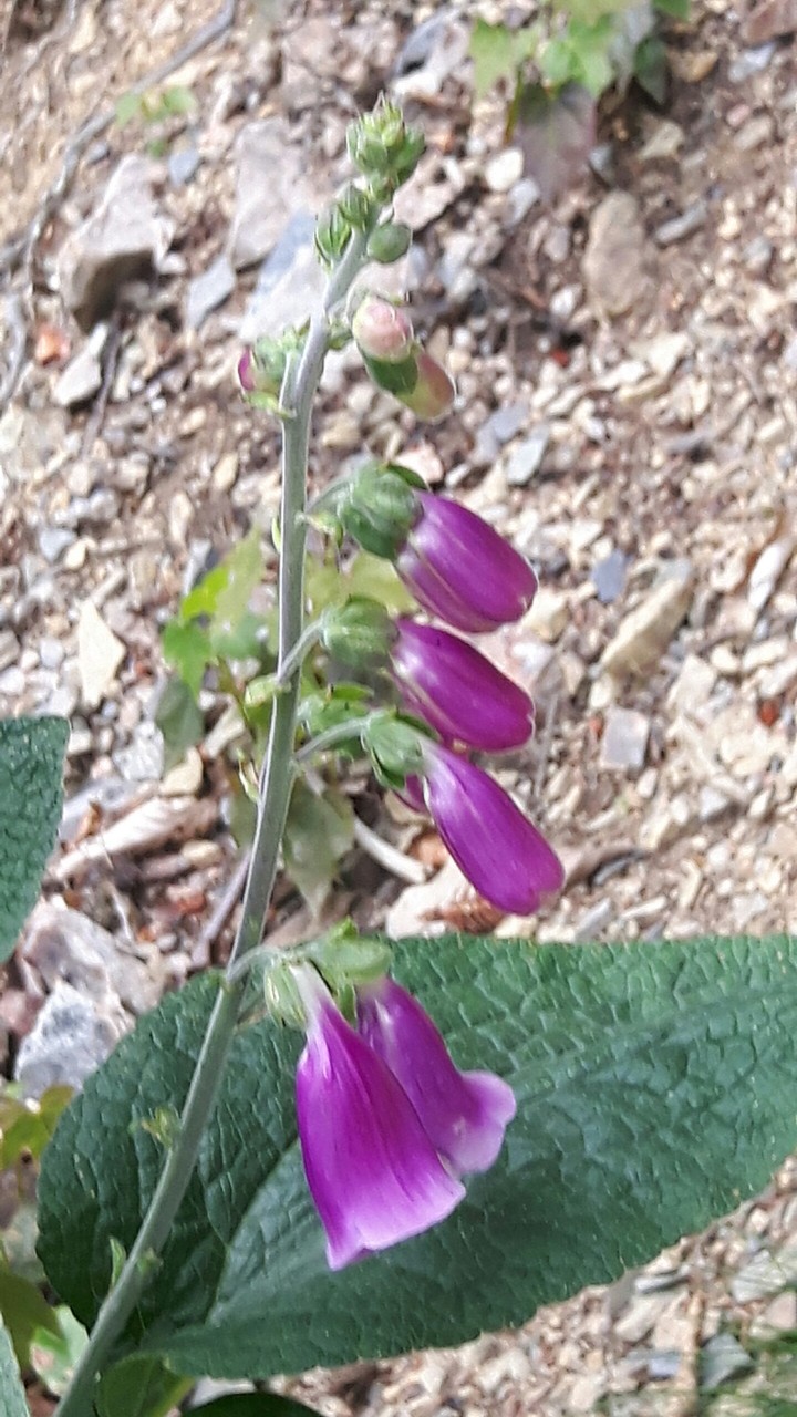 Blumen