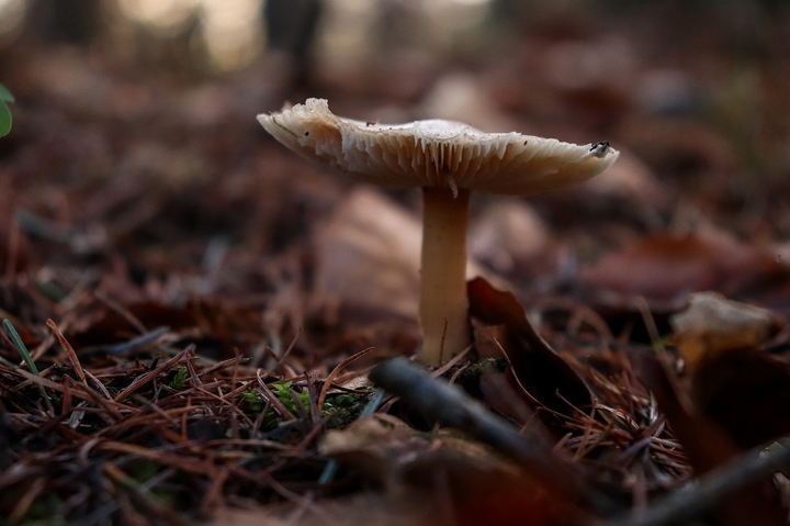 mushroom