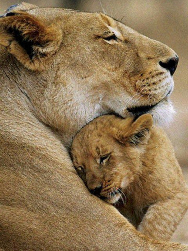 Lion