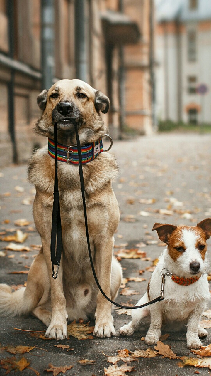 careful dog