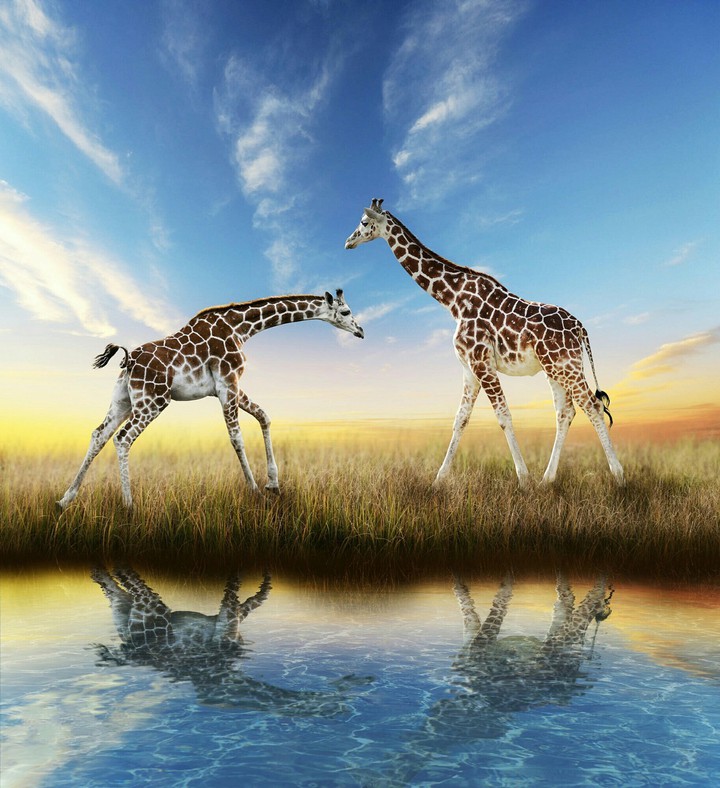 giraffe