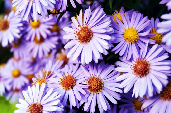 flowers