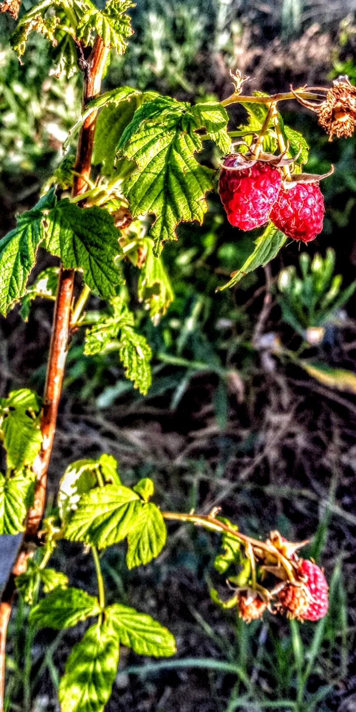raspberry, red and green.