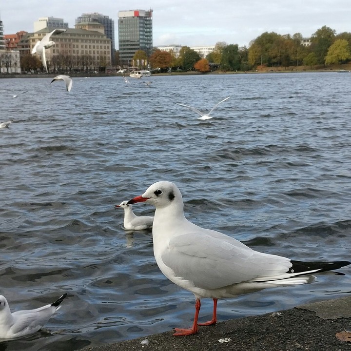 bird