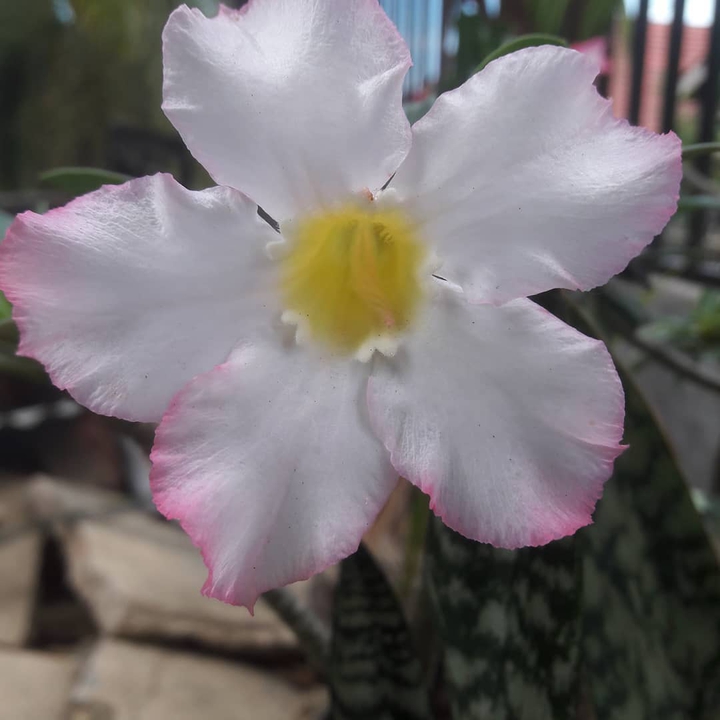 The White Flower