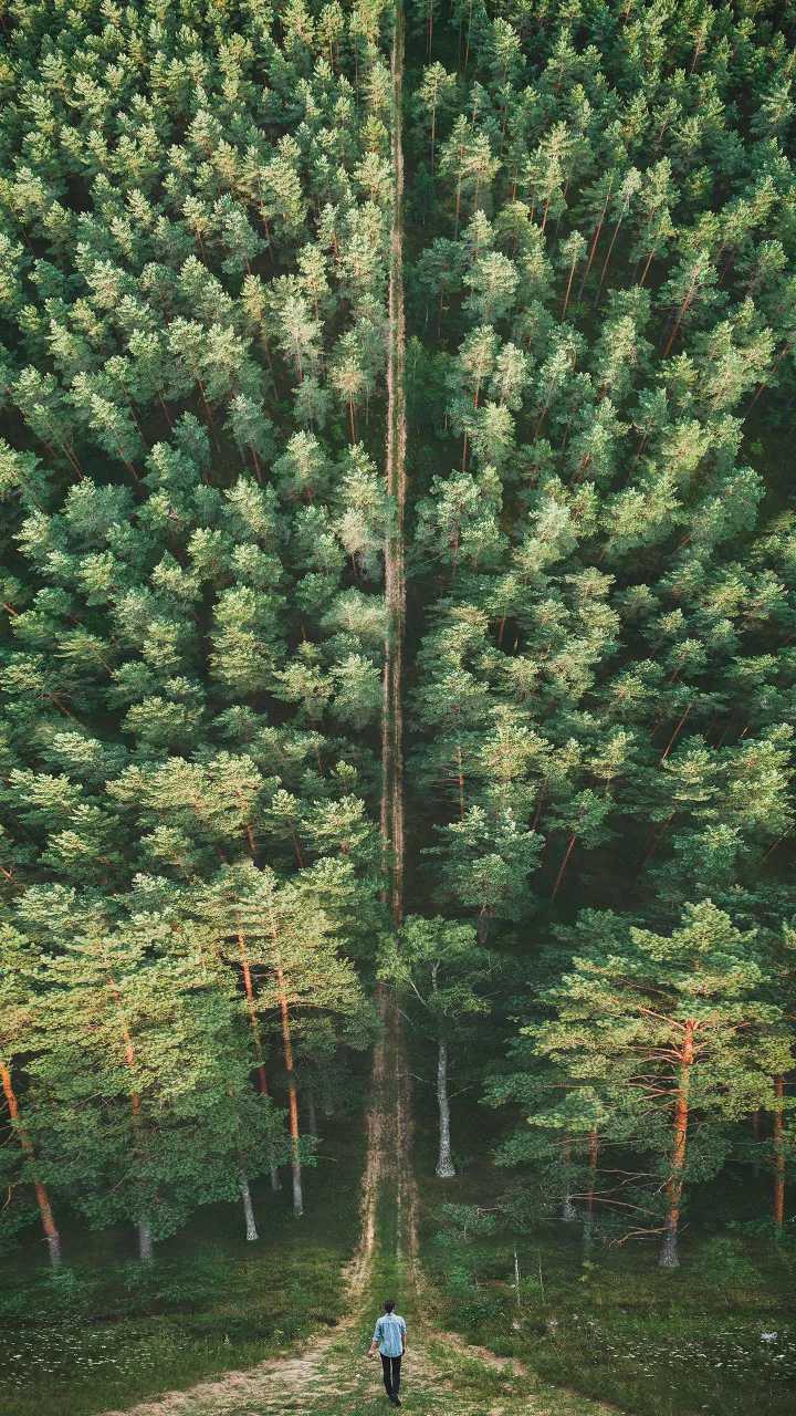 #foresttree##