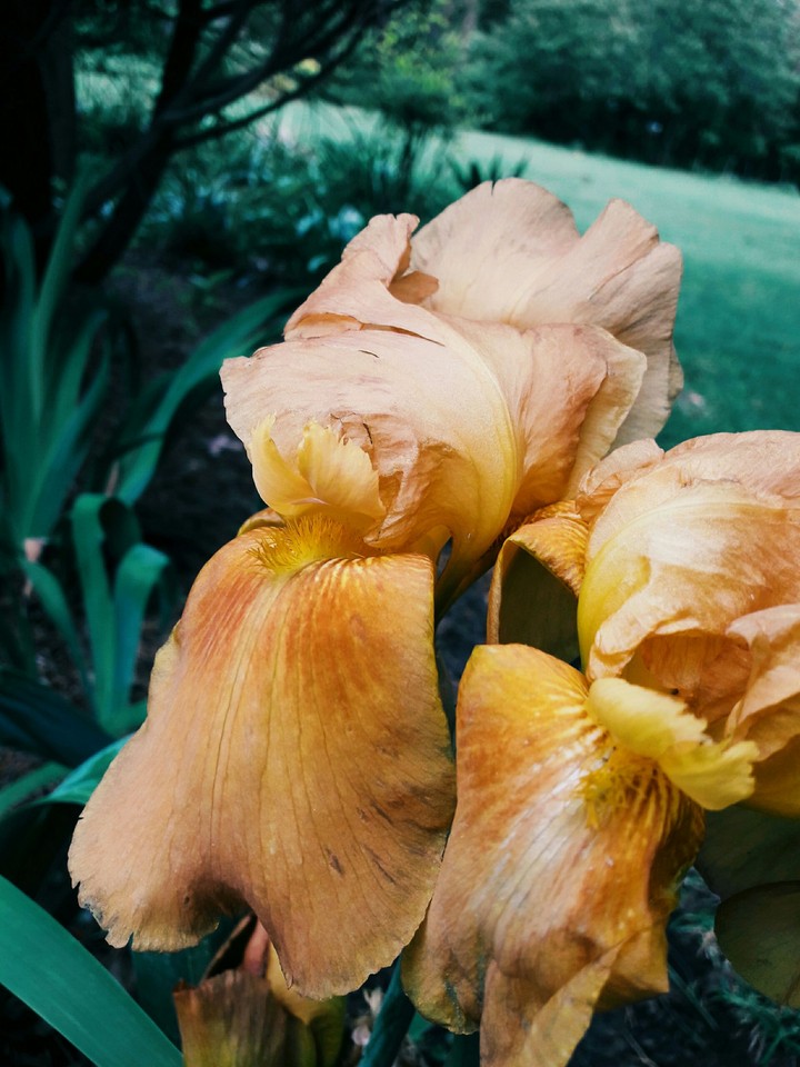 Antique flower