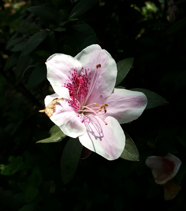 Directamente del lente