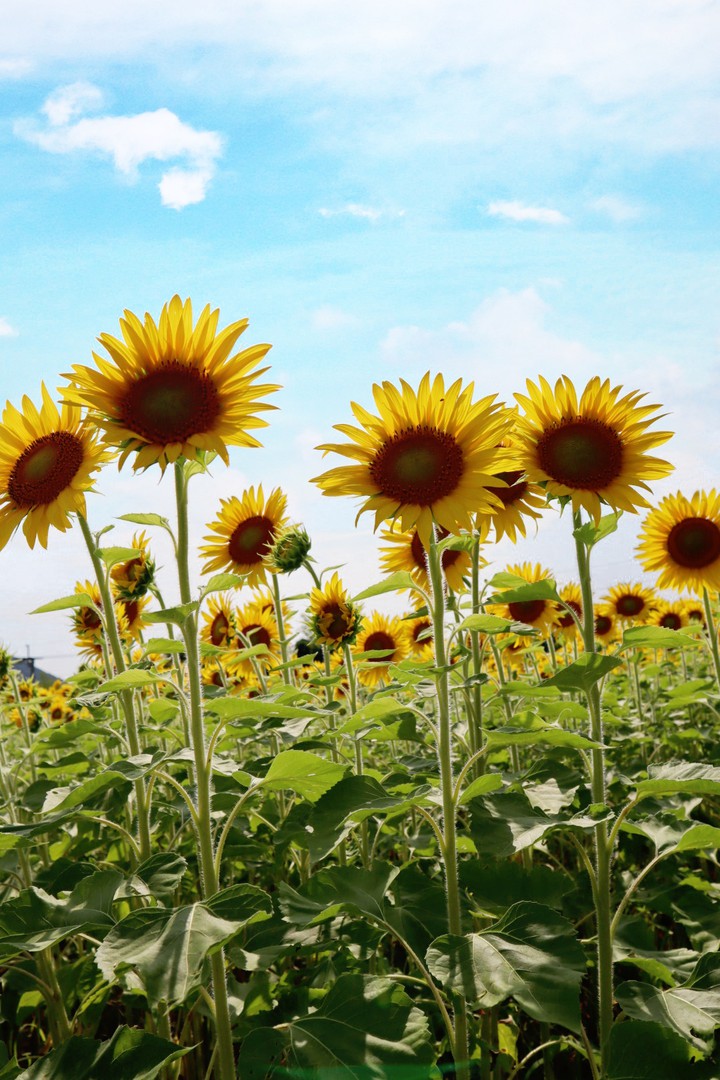 sunflowers*
