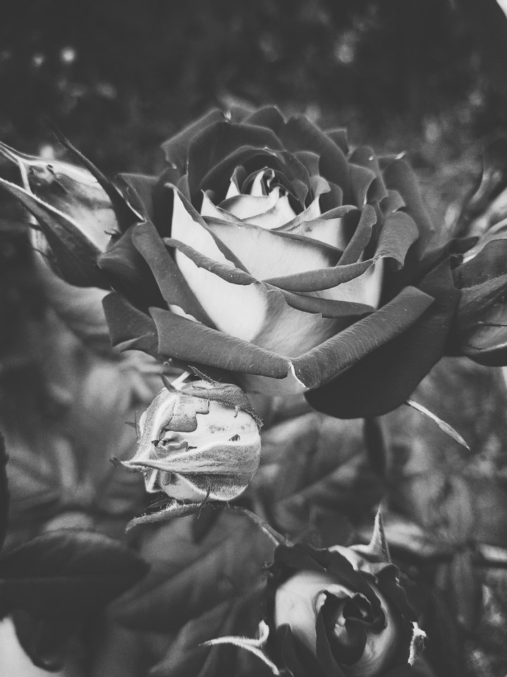 red rose