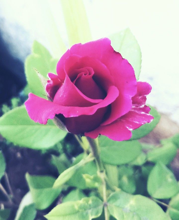 rose