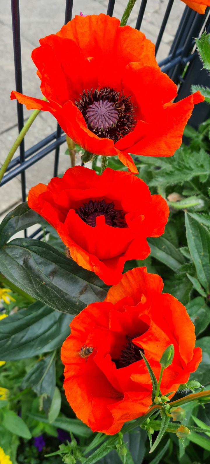 Mohn