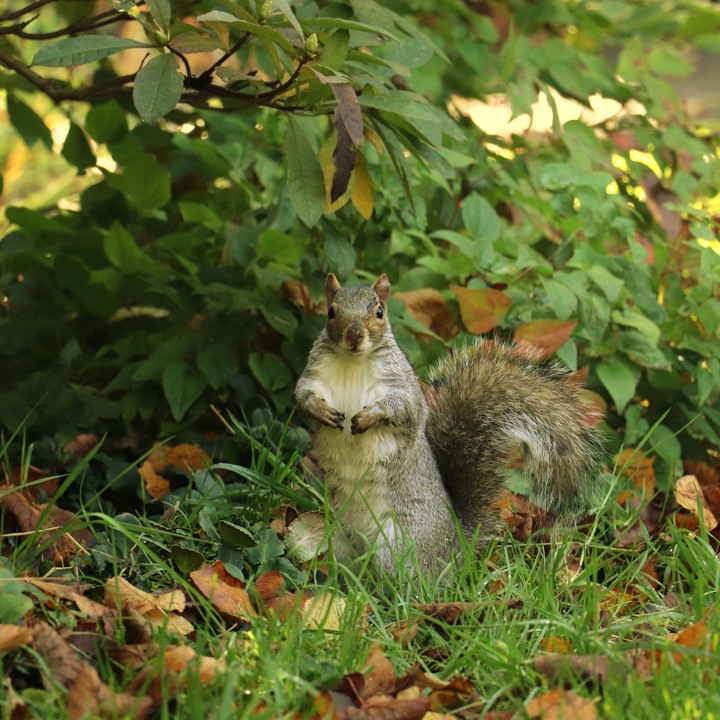 Squirrel on the lookout for nuts