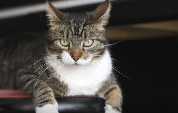 猫