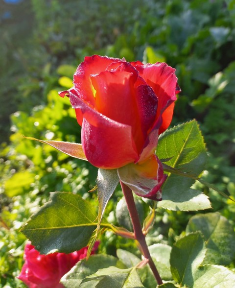 petal, grass वॉलपेपर