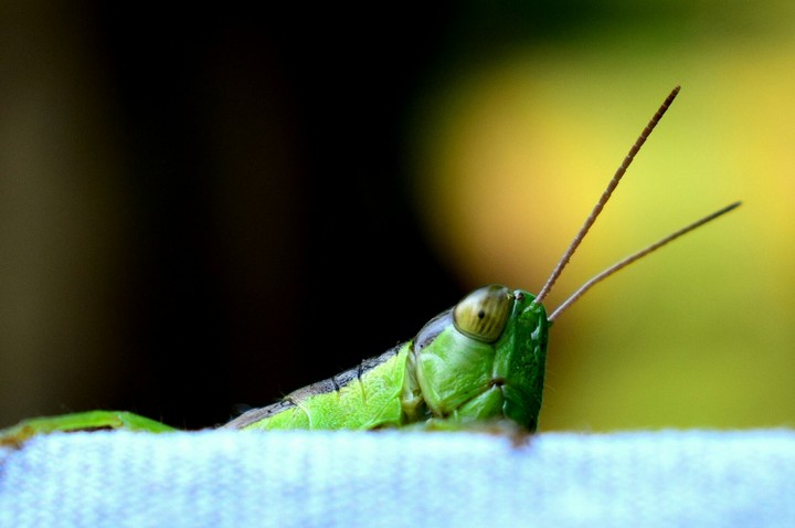 Sneaky Grasshopper