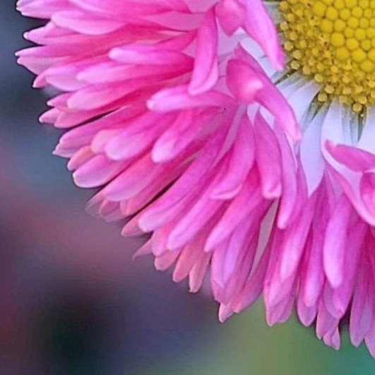 4x puzzle daisy
