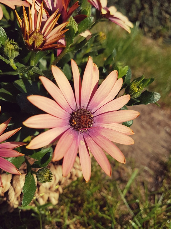 bloom