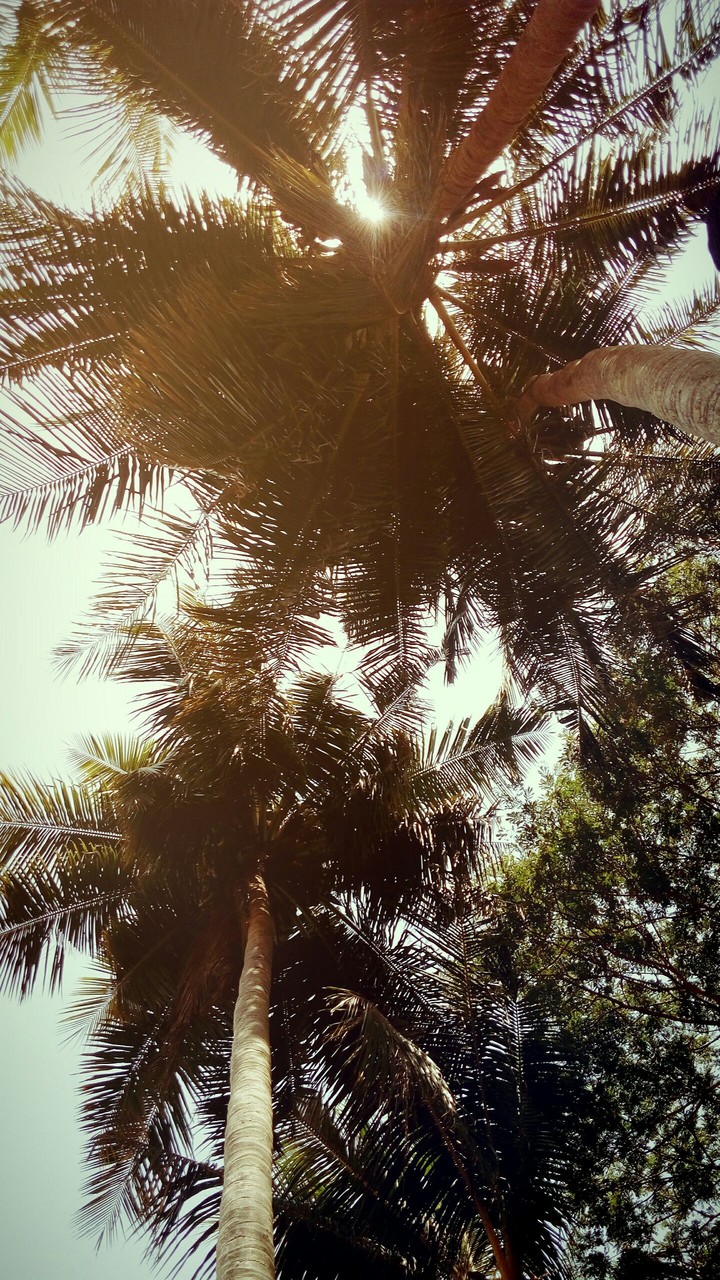 Nature Vin