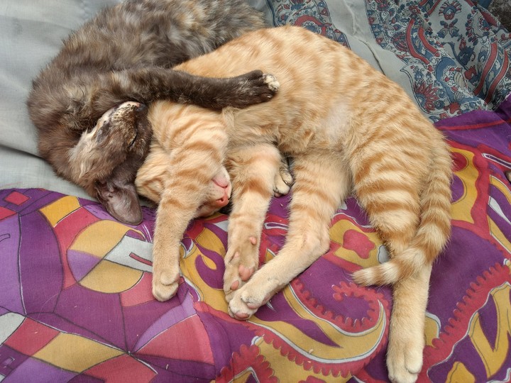 Cutie Cat