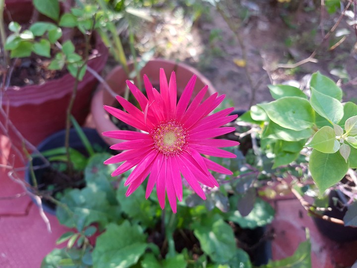 Flower