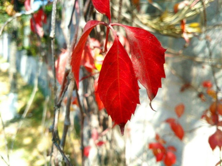plant