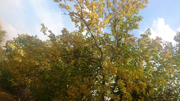 autumn
